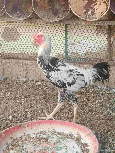 دجاج فارسي 6