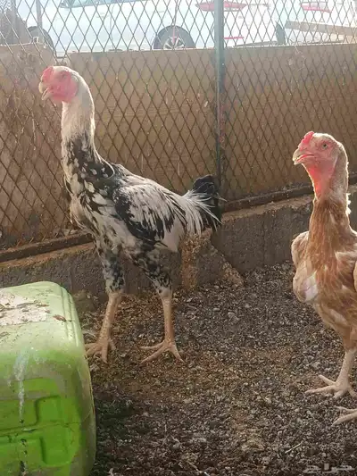 دجاج فارسي 5