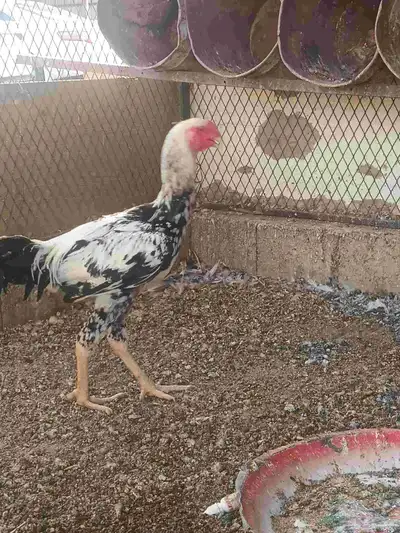 دجاج فارسي 4