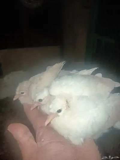 ياكريم فروخ 2