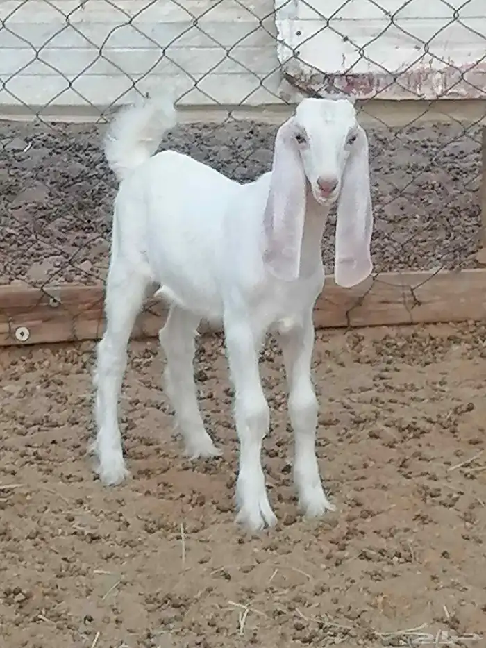 تيس يرضع للبيع 2