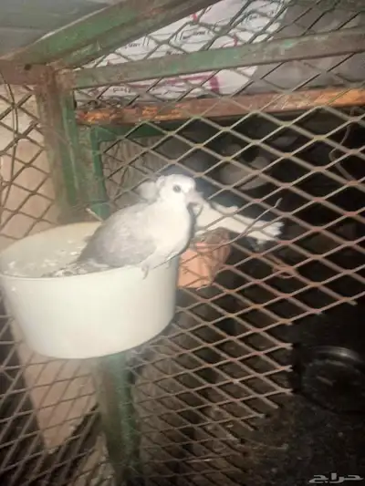 ياكريم فروخ 0