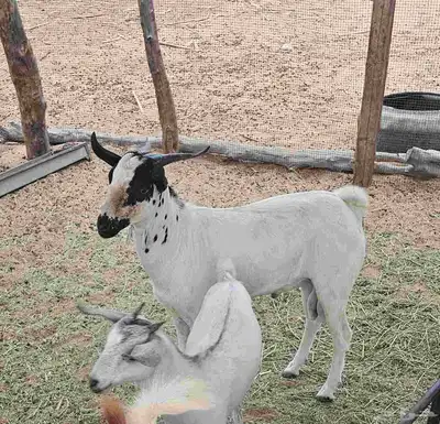 تيس بيشي 1