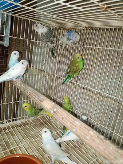 بادجي للبيع 0