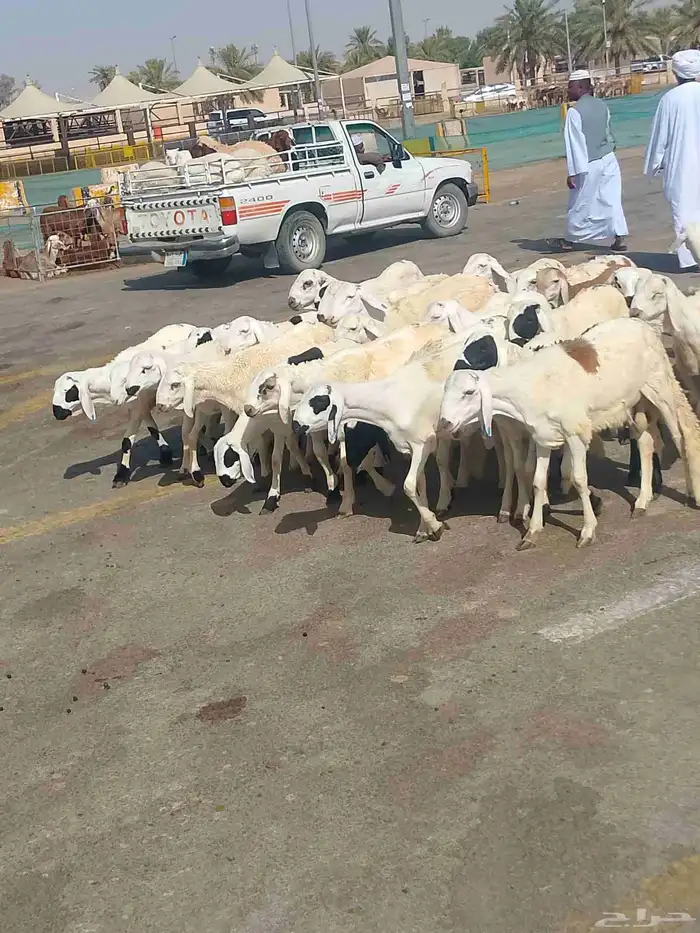 بهم سواكني 0