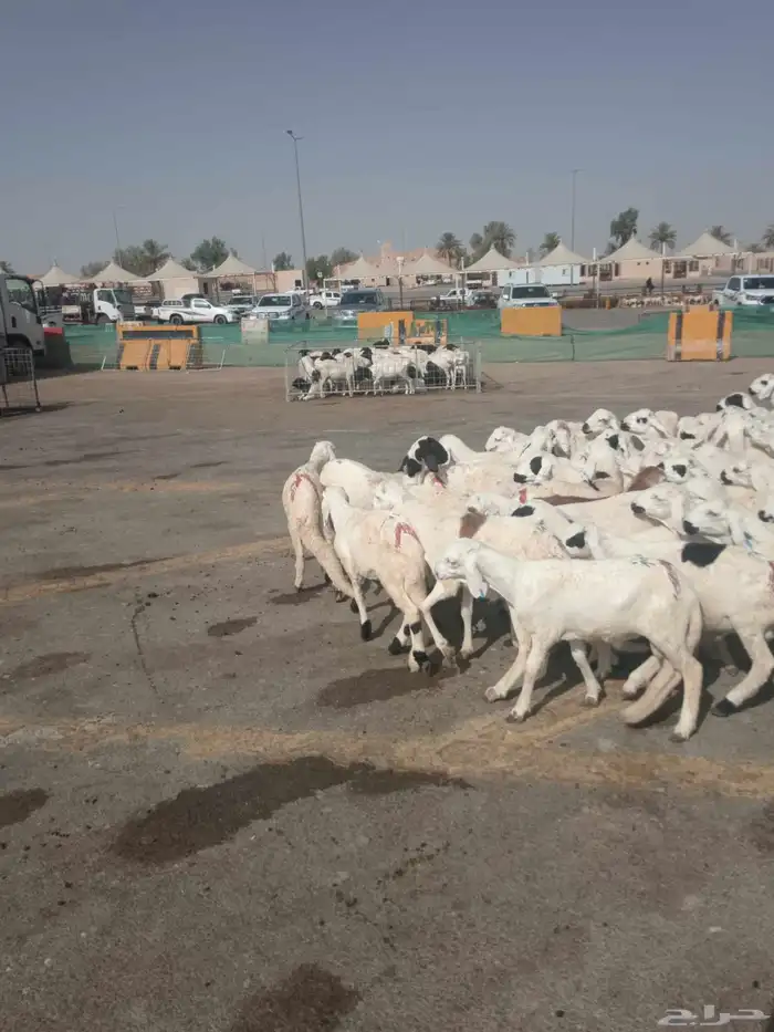 بهم سواكني 3