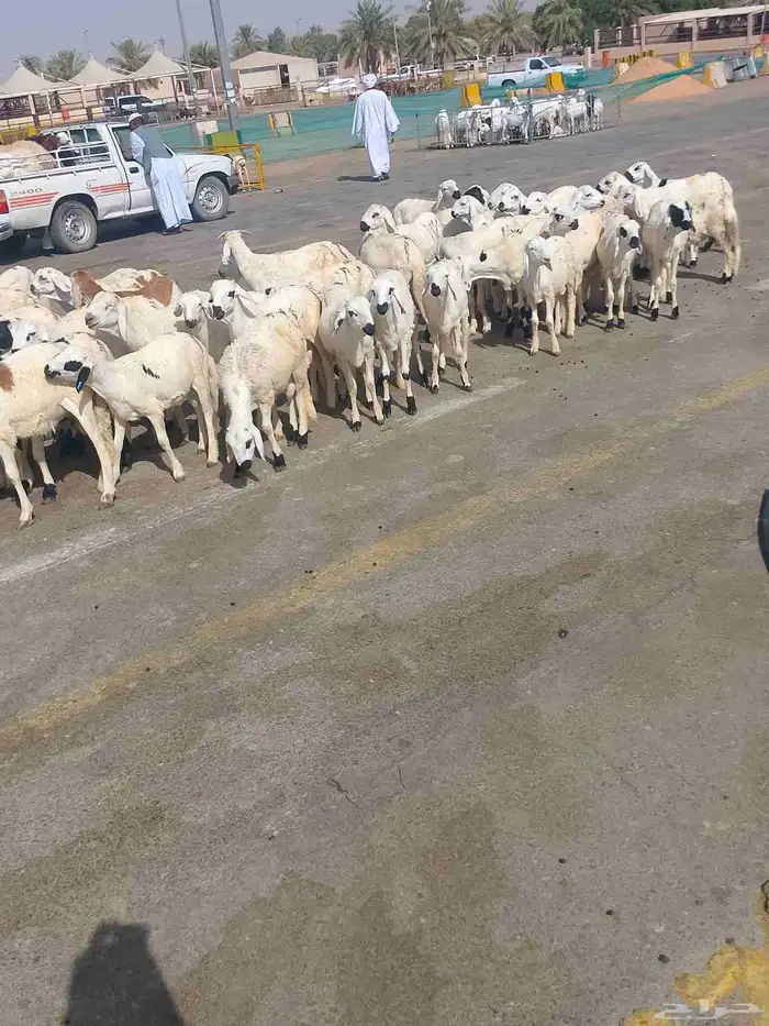 بهم سواكني 2