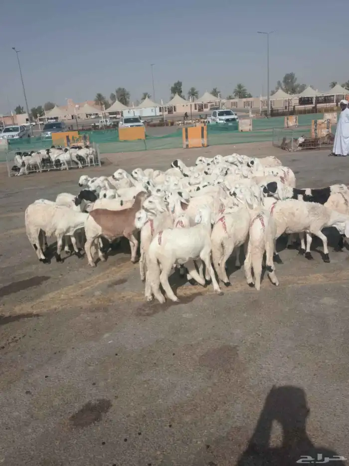 بهم سواكني 1