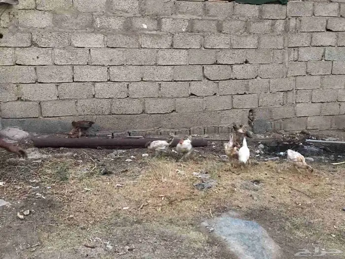 دجاج باكستاني وامريكي 2