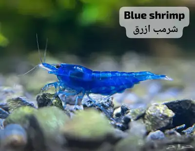شرمب اللوان مختلفة 1