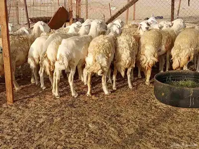 قنم حريه 6