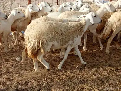 قنم حريه 1