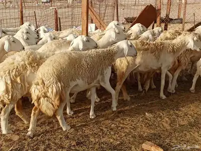 قنم حريه 2