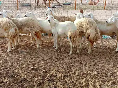 قنم حريه 5