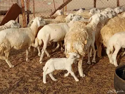 قنم حريه 7