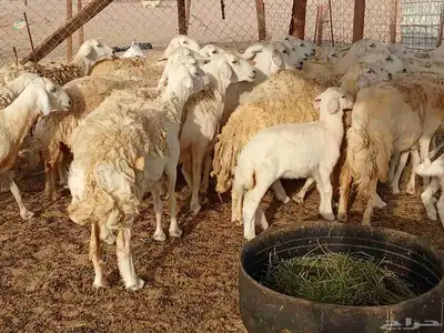 قنم حريه 8