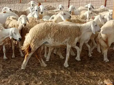 قنم حريه 0