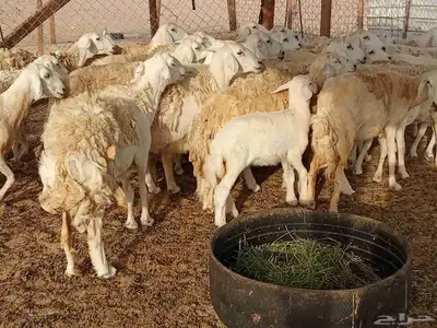 قنم حريه 9