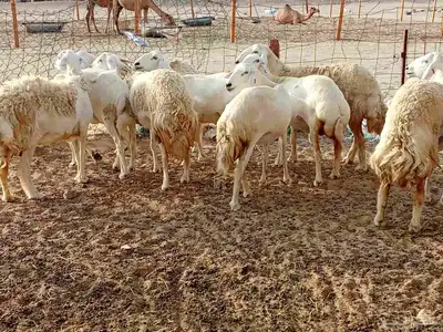 قنم حريه 4