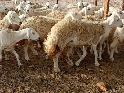 قنم حريه 3