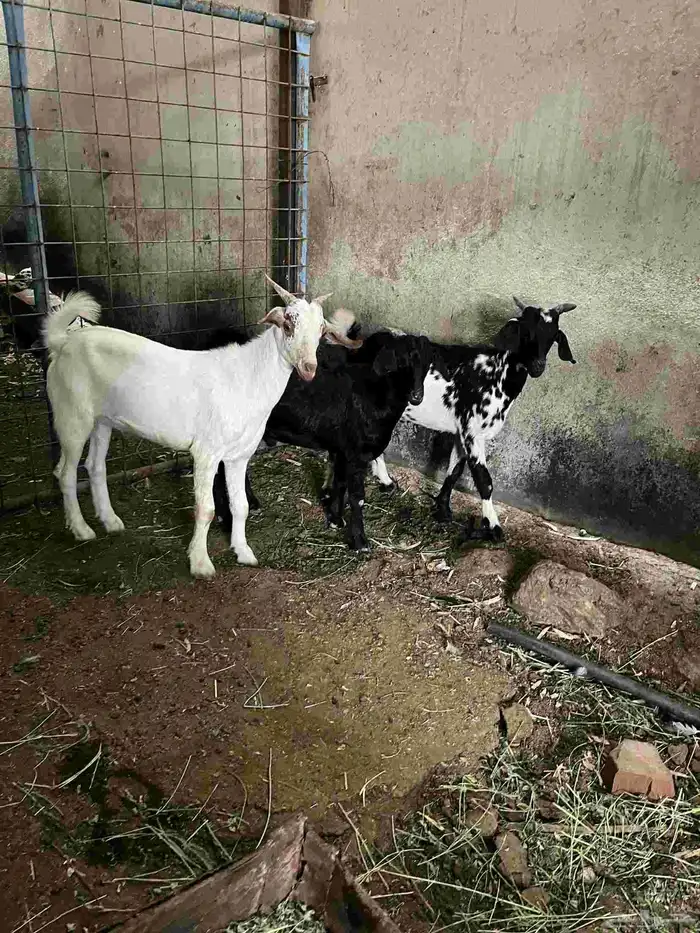 تم البيع خارج الموقع 1