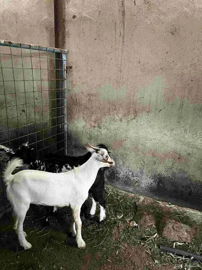 تم البيع خارج الموقع 2