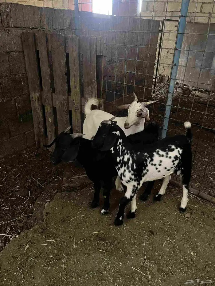 تم البيع خارج الموقع 0