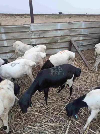 بربري مربا ثني وجدعان 4