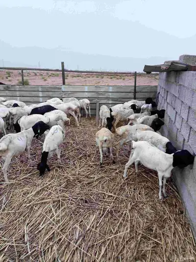بربري مربا ثني وجدعان 0
