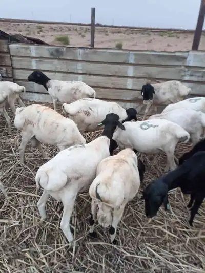 بربري مربا ثني وجدعان 3