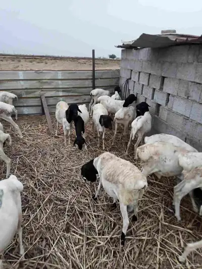 بربري مربا ثني وجدعان 2