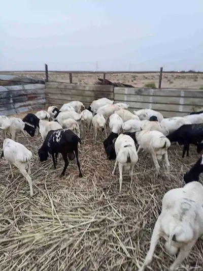 بربري مربا ثني وجدعان 1