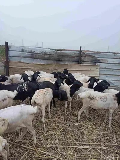 بربري مربا ثني وجدعان 5
