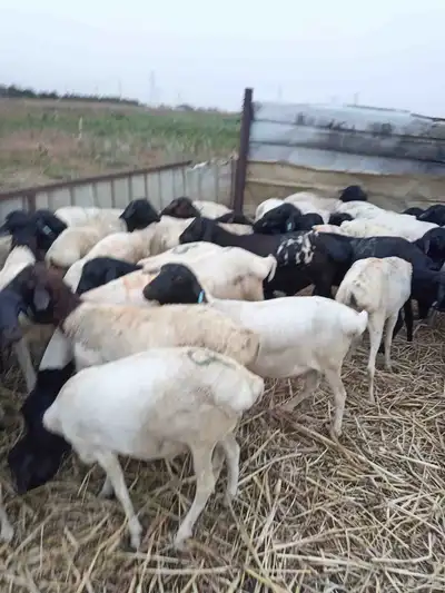 بربري مربا ثني وجدعان 6