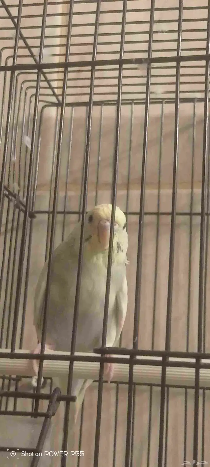 عصفور للبيع 0