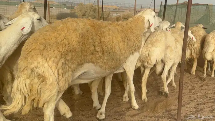 غنم حريات صنف 6