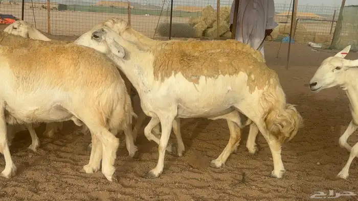 غنم حريات صنف 9
