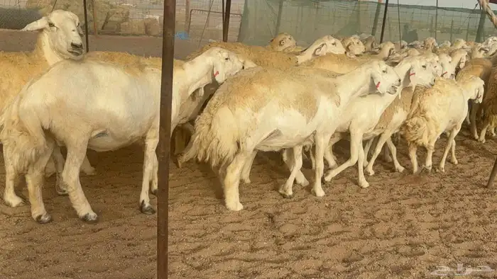 غنم حريات صنف 2
