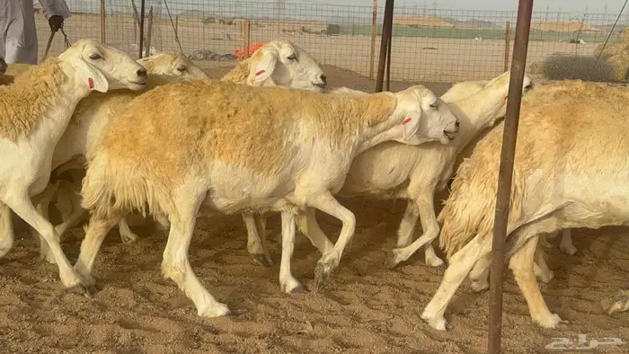 غنم حريات صنف 0