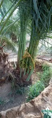 يوجد لدينا جميع انواع النخيل المثمره وجميع المقاسات المختلفة 5