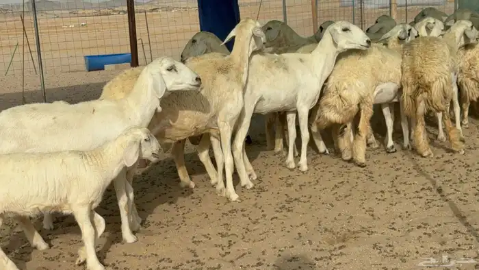 غنم حريات رخال طيبه 8