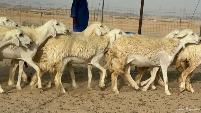 غنم حريات رخال طيبه 3