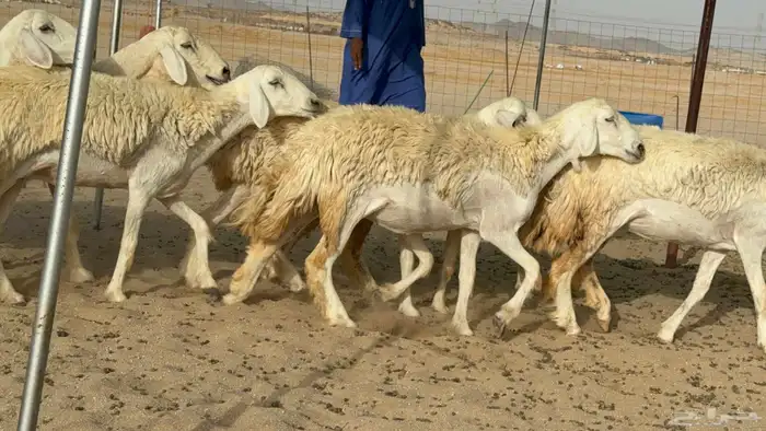 غنم حريات رخال طيبه 5