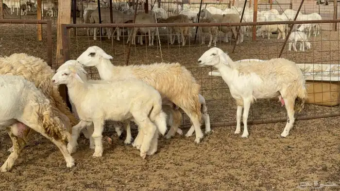 رخال خلفات 0