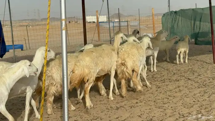 غنم حريات رخال طيبه 7