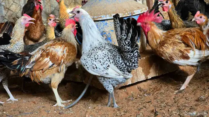 دجاج بياض عمر 7 - 8 شهور منوت القناي 2
