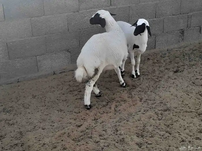 المجمعه 6