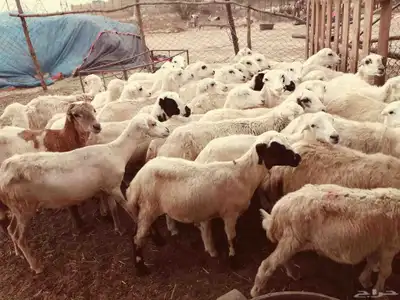 رخال رفيديات 2