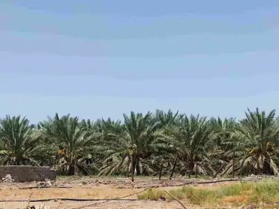 مزرعة للبيع بالمليليح المليليح عجوه وصفاوي 5