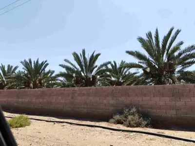 مزرعة للبيع بالمليليح المليليح عجوه وصفاوي 1